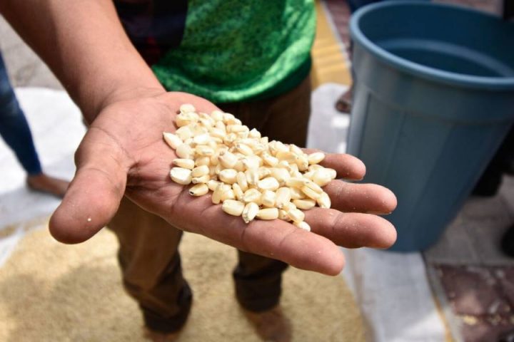 maiz-granos en mx-min