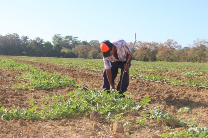 4.9 millones de personas sufren “inseguridad alimentaria en Honduras-min