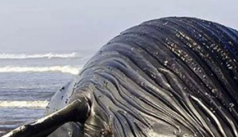 ballena muerta en nicaragua..-min
