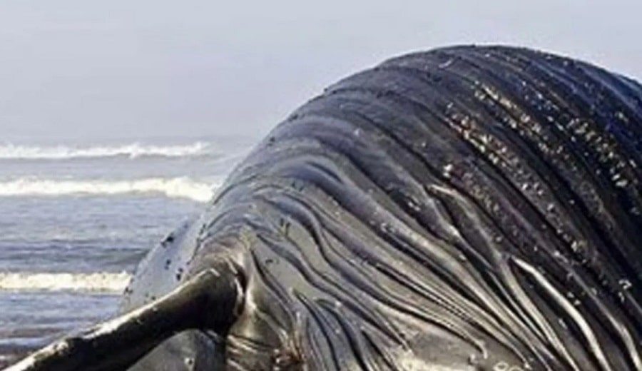 ballena muerta en nicaragua..-min
