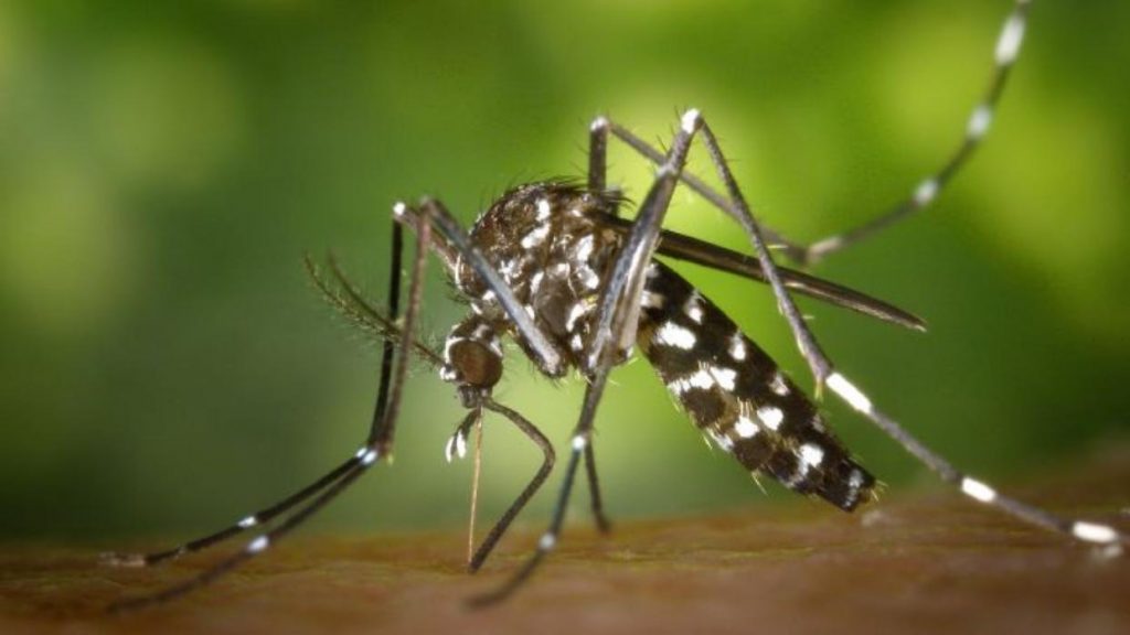 dengue-mosco-min