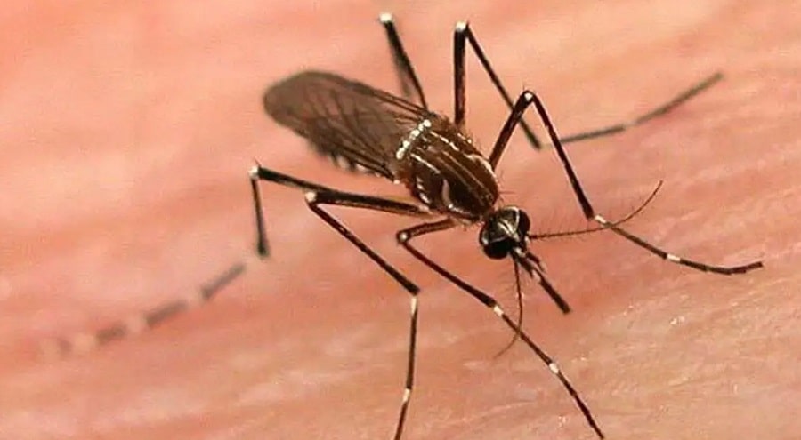 mosco del dengue..-min