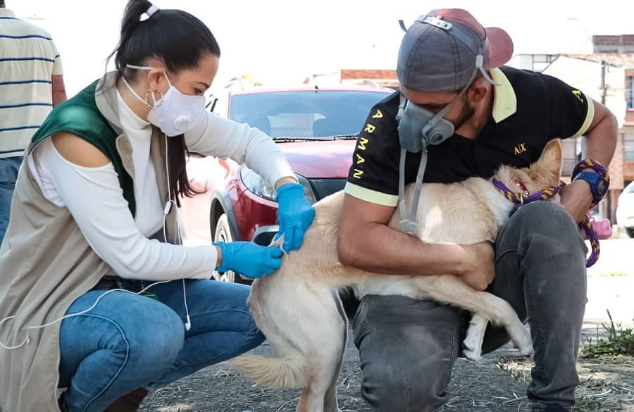 zoonosis transmitida por animales.-min