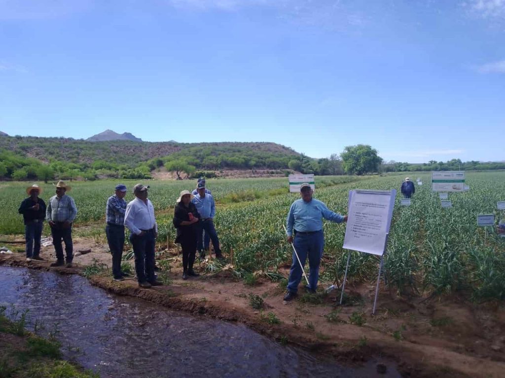 Lanza Secretaría de Agricultura convocatoria para extensionistas3-min