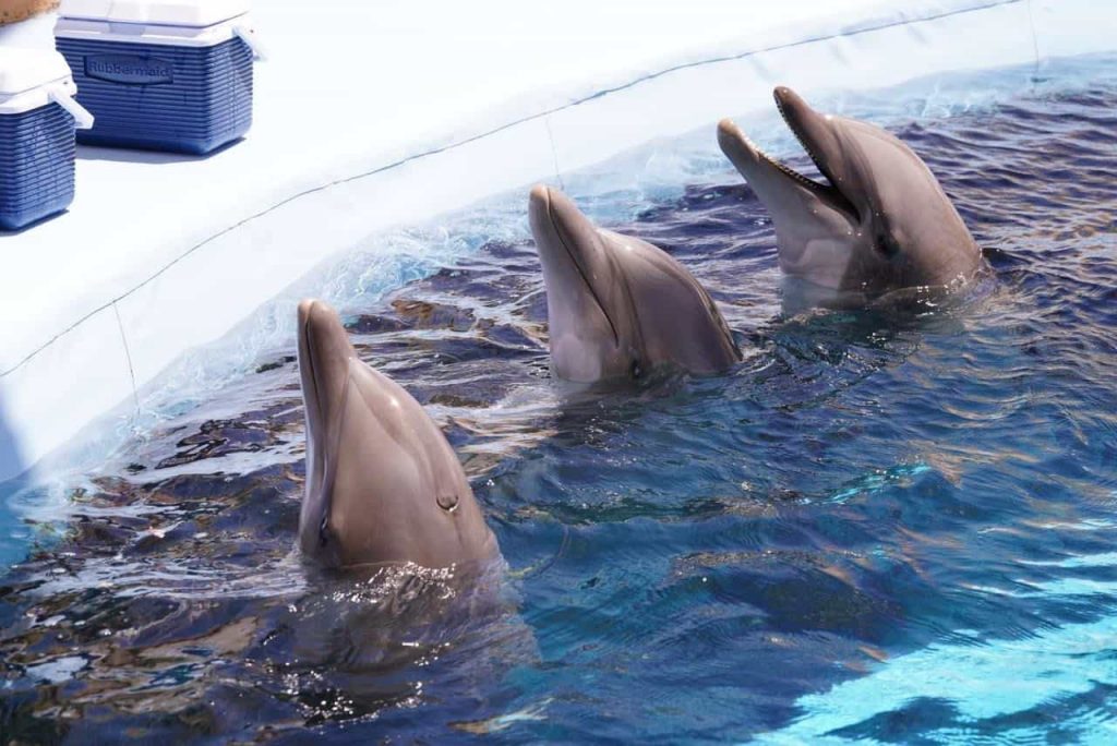 delfines en sonora-min