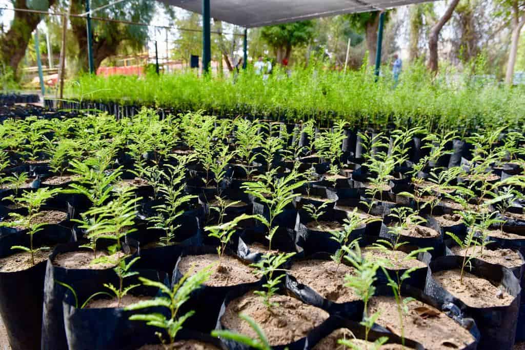 Celebrará Vivero Municipal la Feria del Árbol con donación de especies vegetales (2)-min