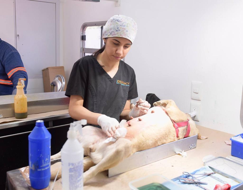 Invita Gobierno de Hermosillo a jornadas de esterilización canina y felina (2)-min