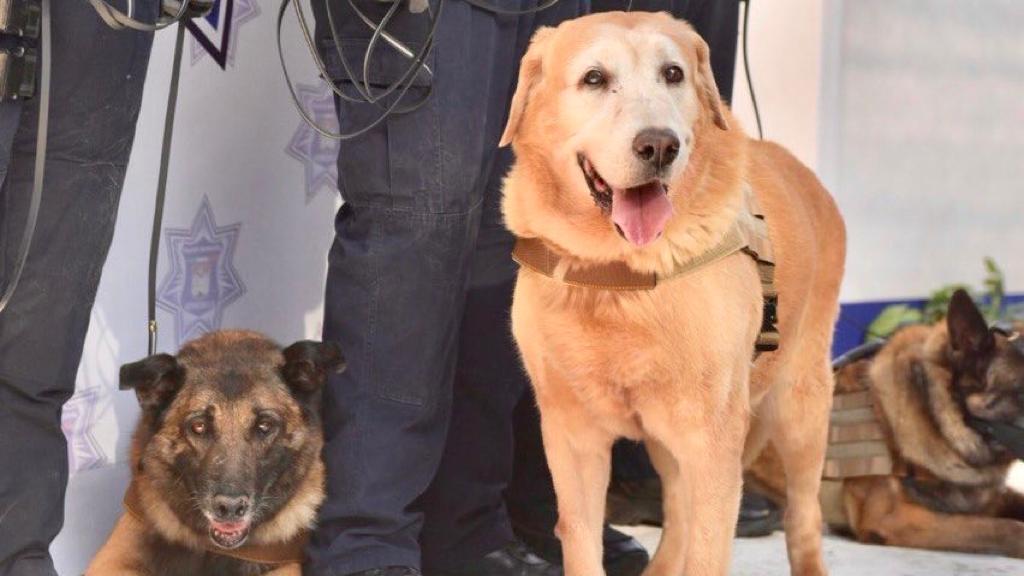 recepción a nuevos K-9 de la Policía Municipal-min (1)