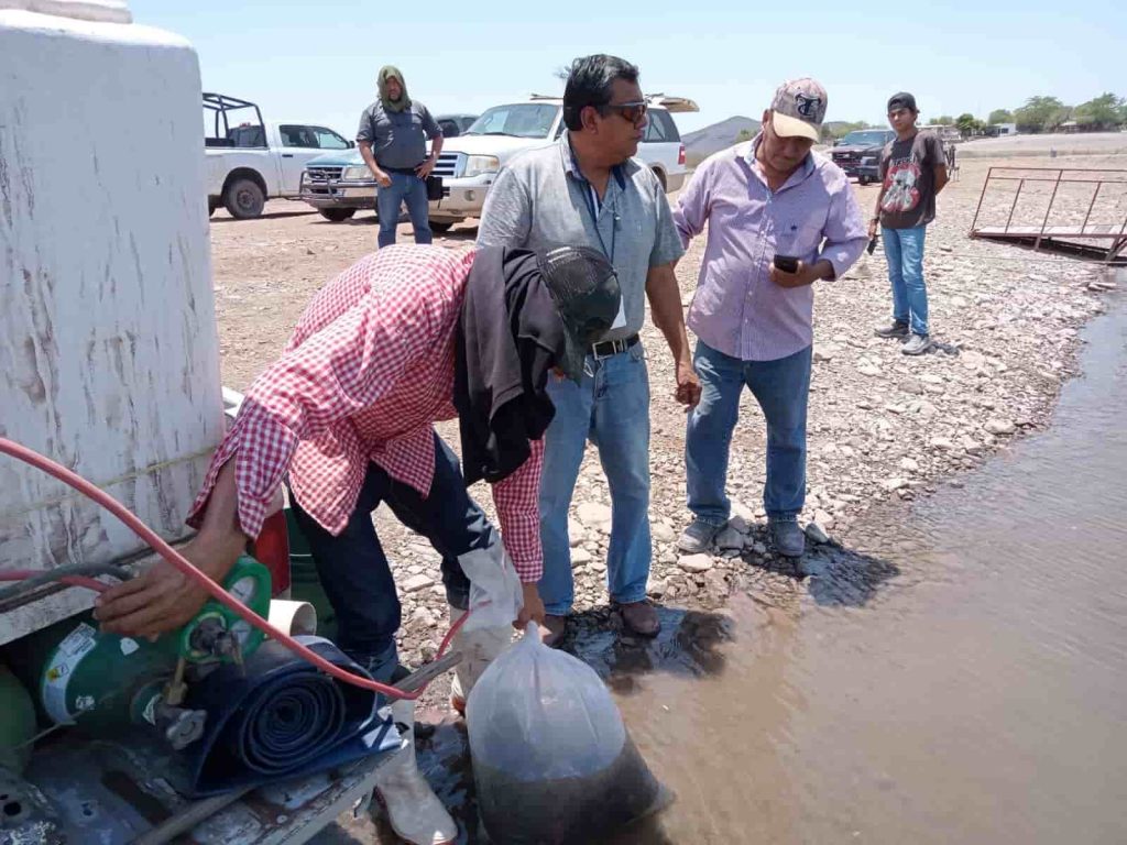 Siembra Gobierno de sonora 800 mil crías de tilapia-min (1)