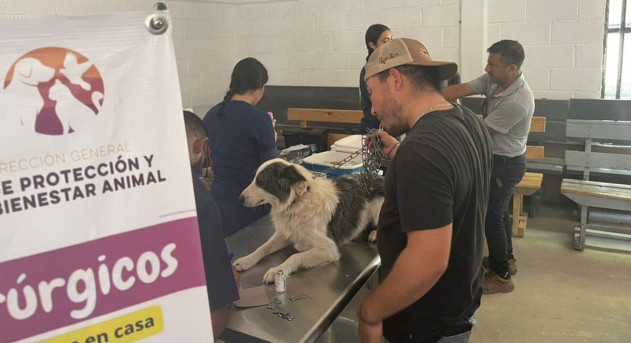 Gobierno de Sonora lleva a Cumpas atención veterinaria0f...-min