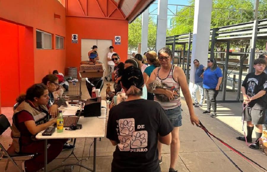adopción comunitaria de perros y gatos sin hogar...-min