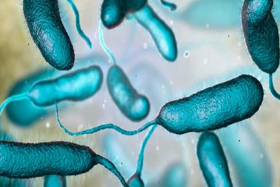 bacteria