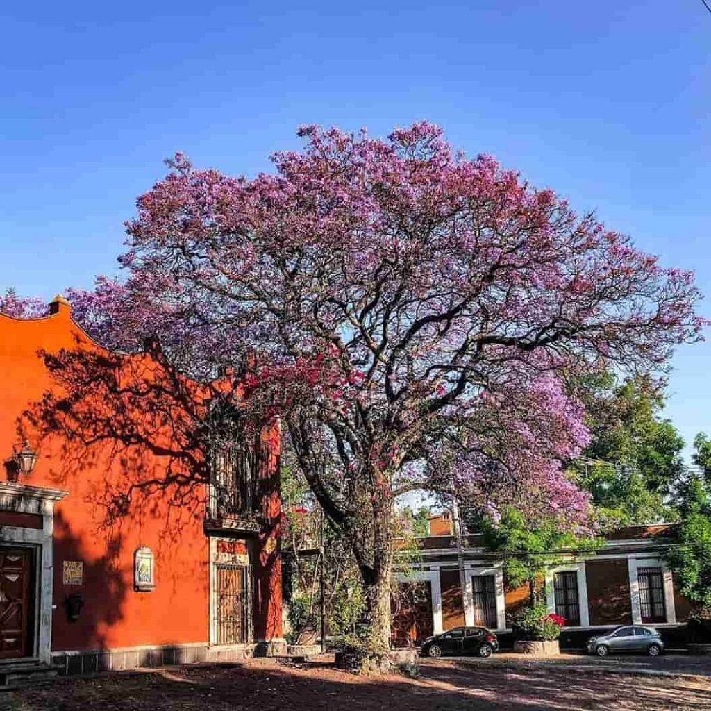 barrio San Angel 4-min