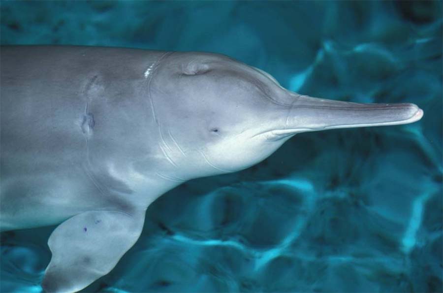 delfin chino