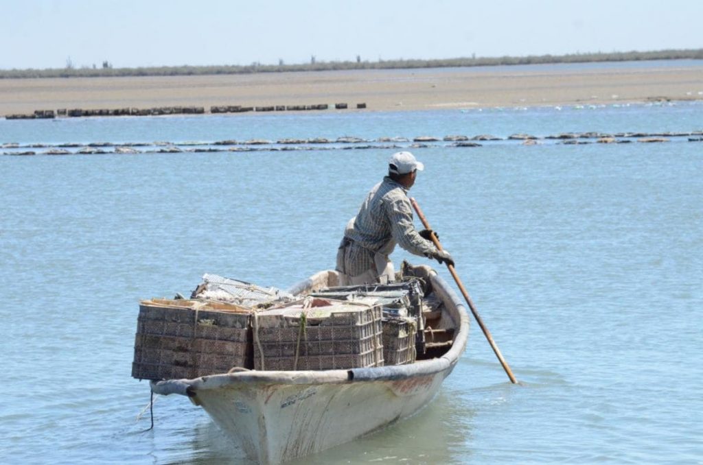 sonora produce ostion de calidad-min