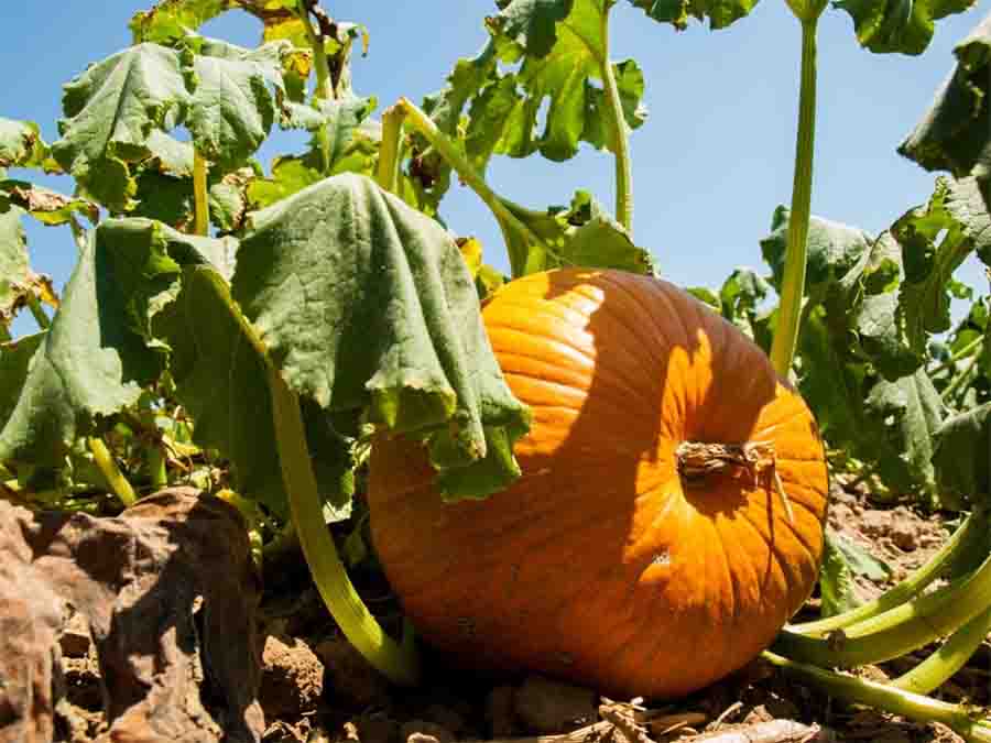 calabaza
