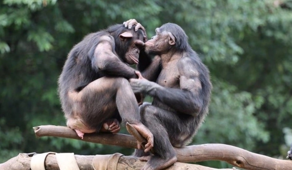 -simios-cooperan-como-los-humanos...-min (1)