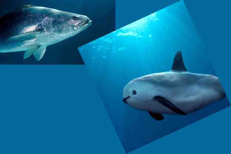 totoaba vaquita