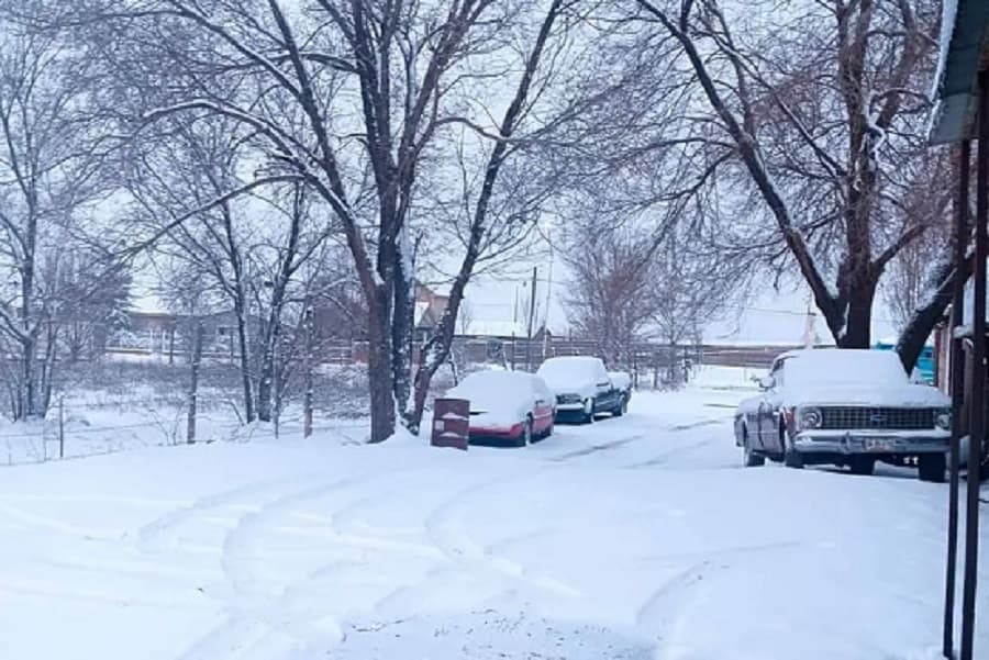 chihuahua-nieve....-min