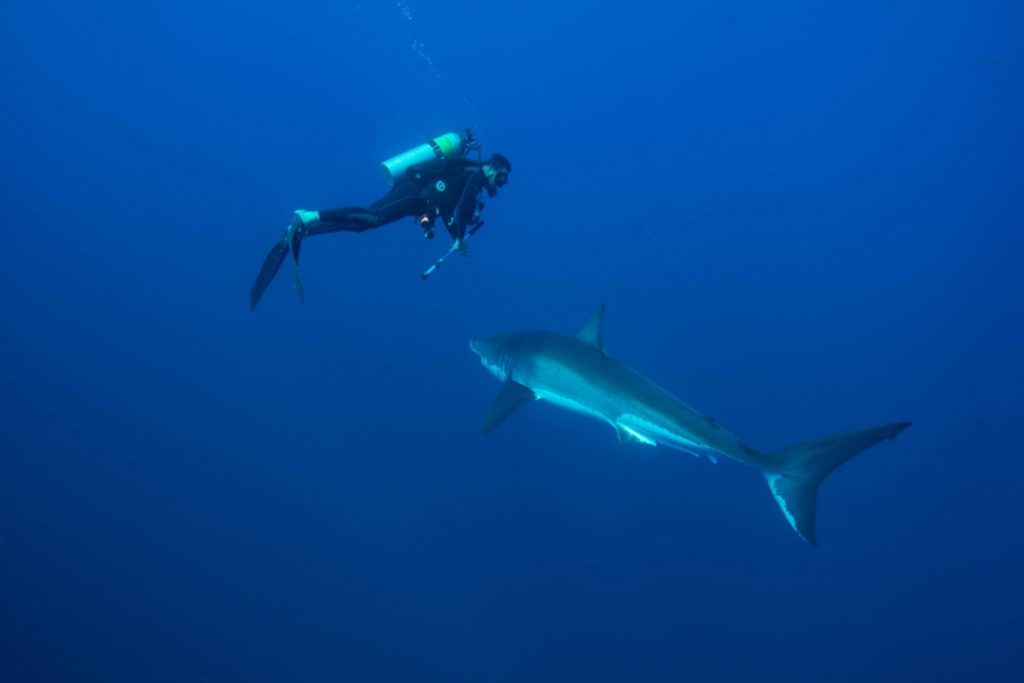 tiburones en Guaymas2-min