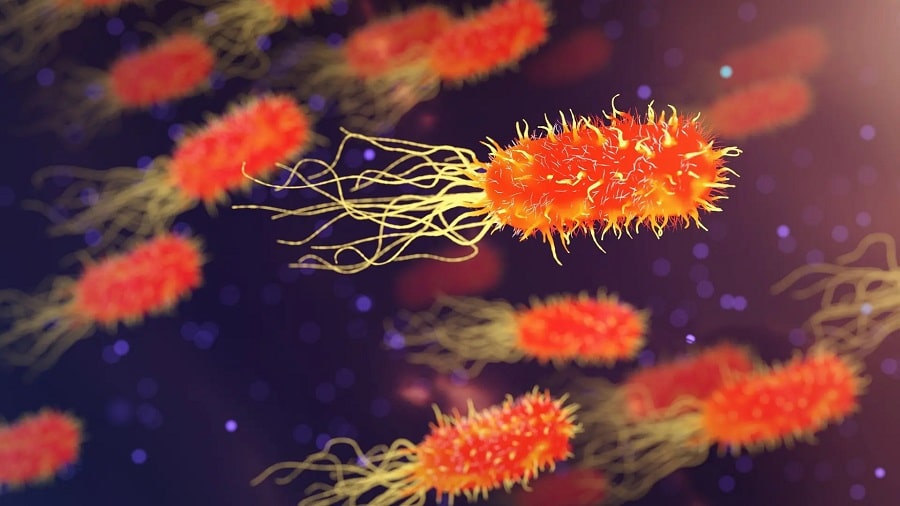 bacteria carnivora en Japón-min