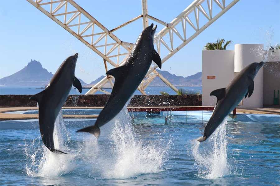 delfines