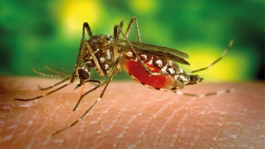 dengue-min