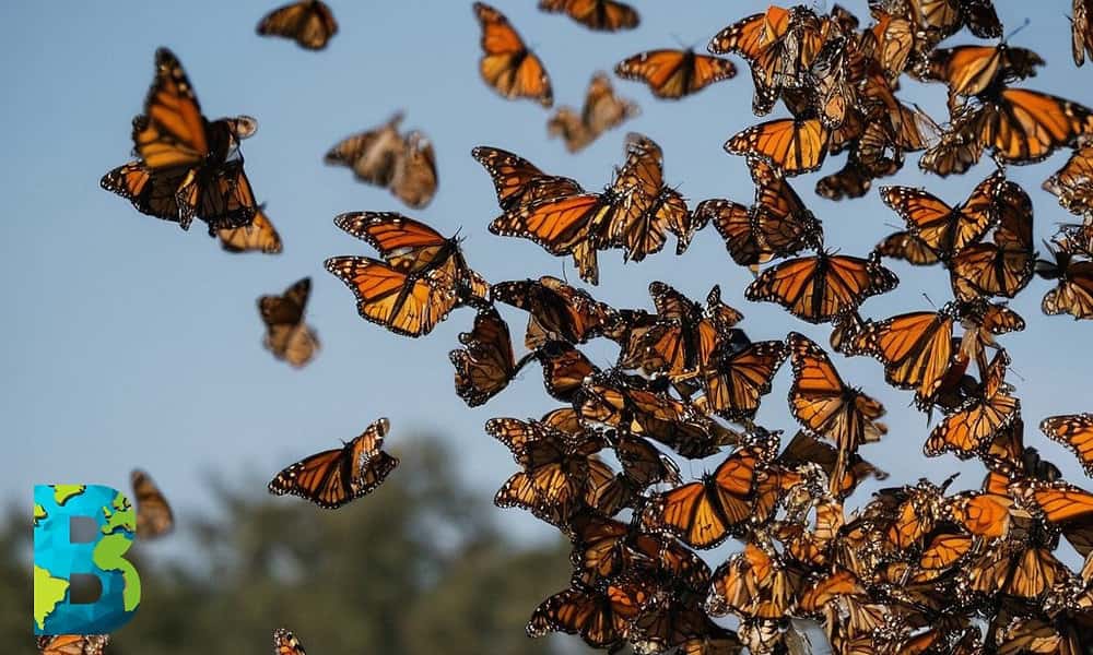 menos mariposas monarca en Edo.Mex-min