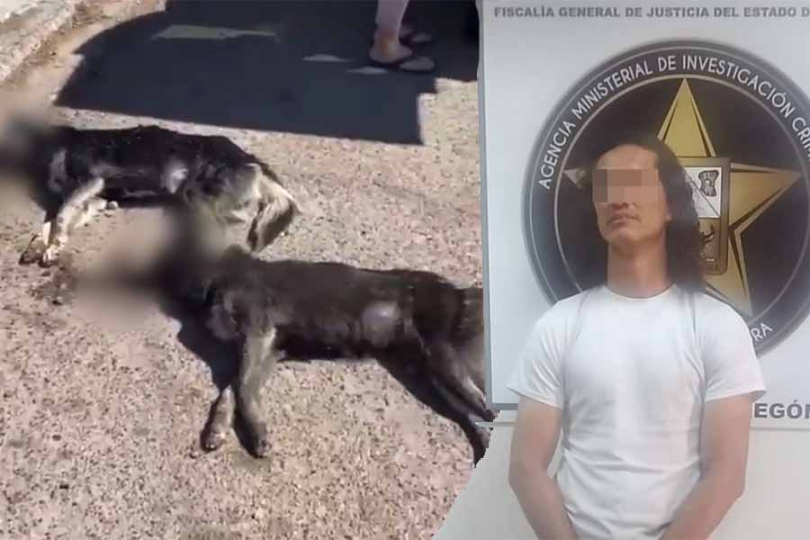 mata perros