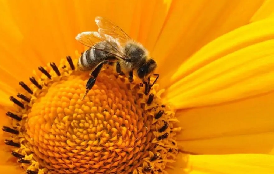 abejas.importantes-min