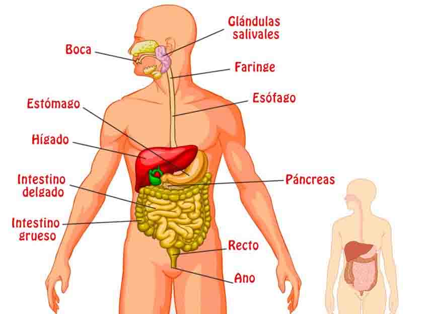 aparato digestivo
