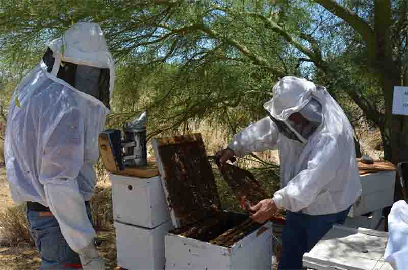 apicultura,sonora