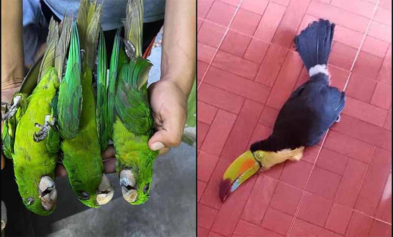 aves