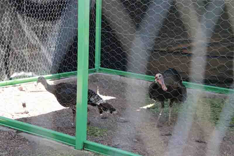 gallo pavo