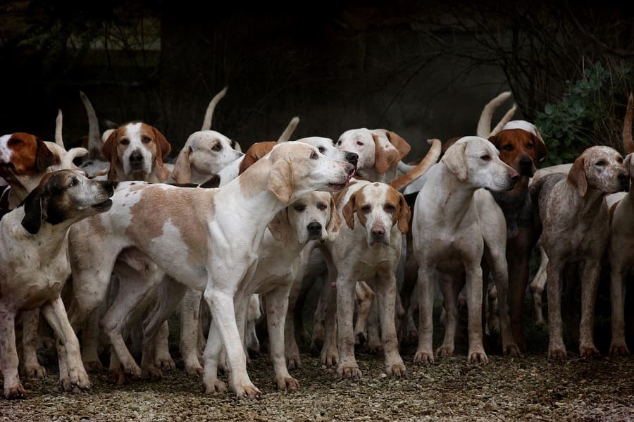 turquia-podria-sacrifica-millones-perros-callejeros-min