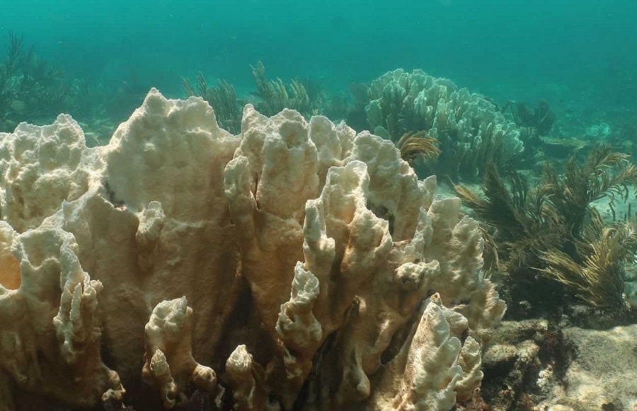 corales.mueren por calor.-min