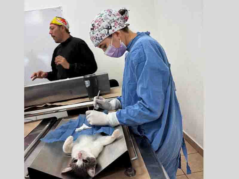 esterilizacion mascotas