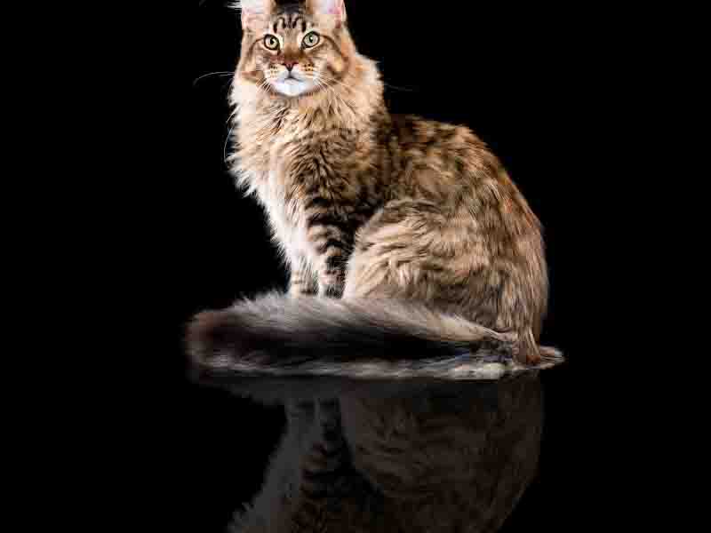 gato
