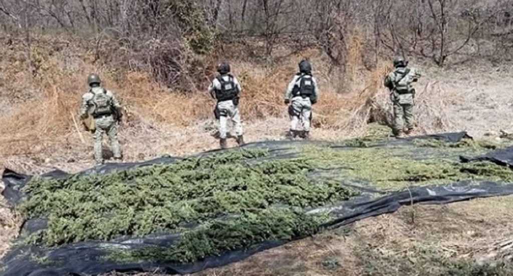 marihuana-michoacan-min
