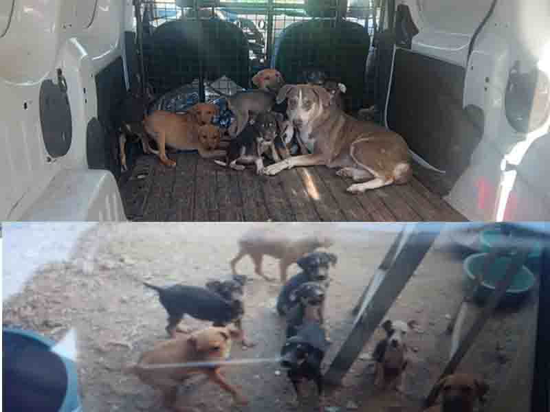 perros guaymas