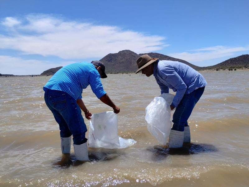 tilapia