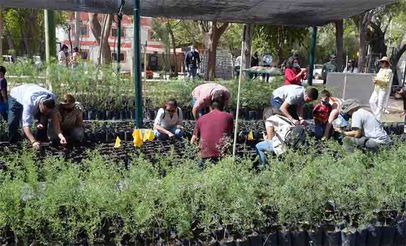 vivero