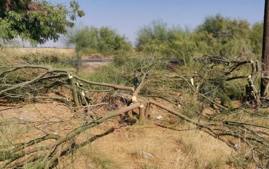 arboles cortados en Hermosillo-min