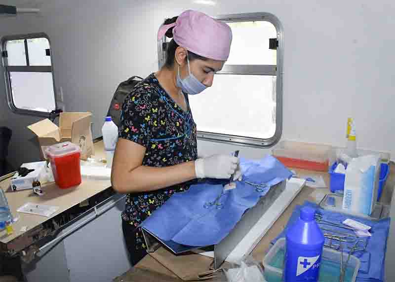 esterilizacion mascotas