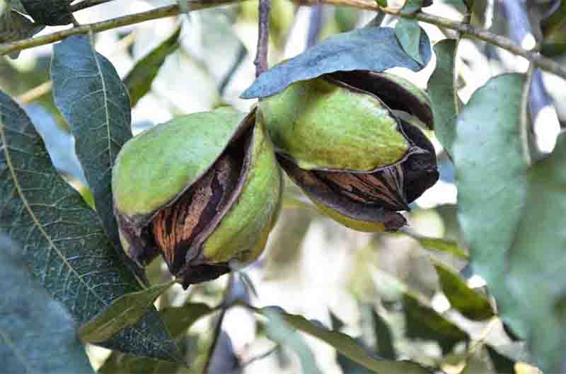 nogal pecanero