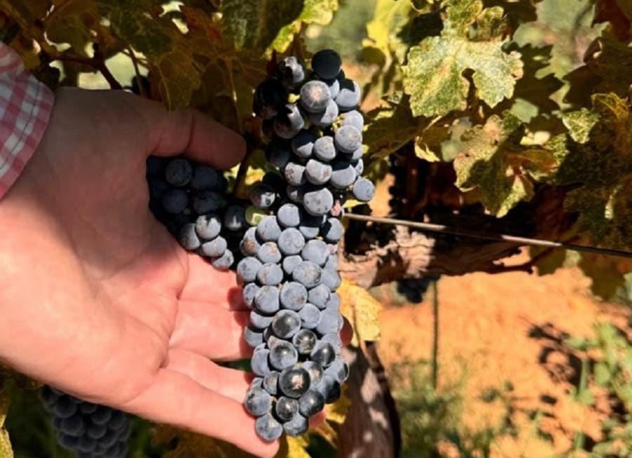 Sonora primer lugar en producción de uva de mesa en México-min