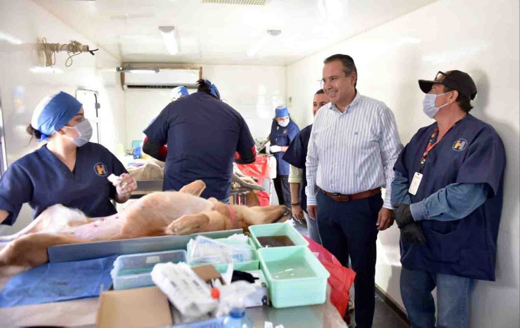 esterilizacion mascota