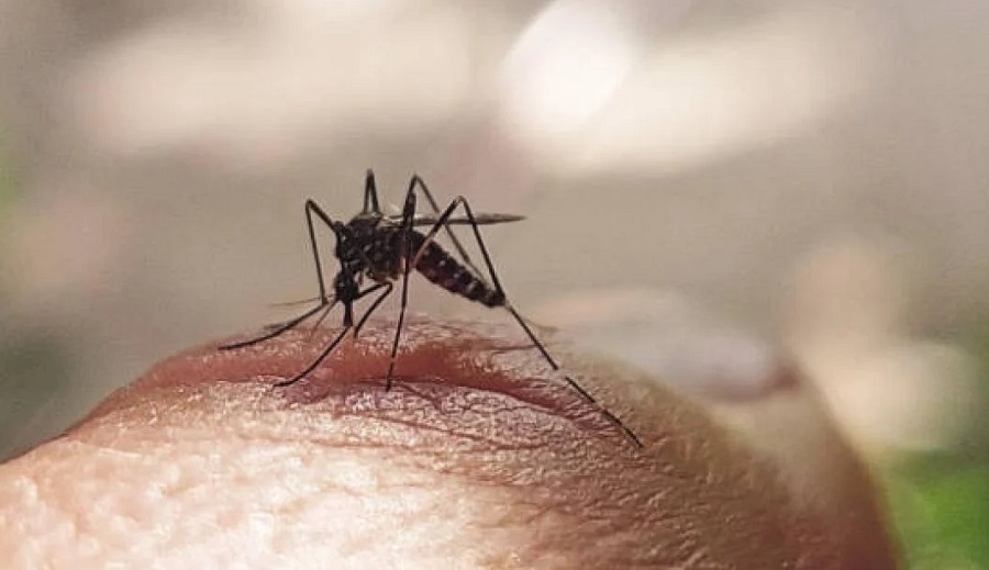 Comienzan a disminuir casos de dengue por temporada de frío-min