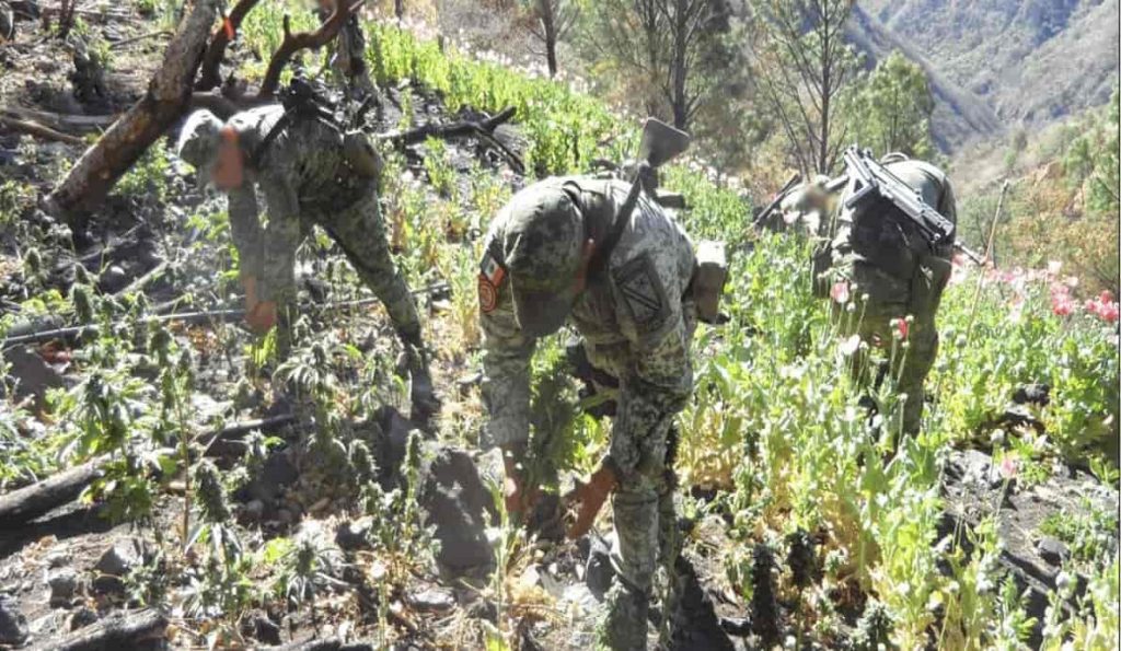 Elimninando plantas de Marihuana-min