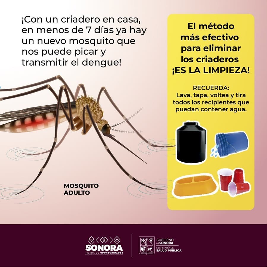 Dengue-min